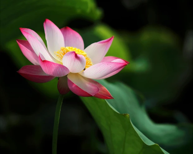 Ontspanning bij je thuis lotus 2 250